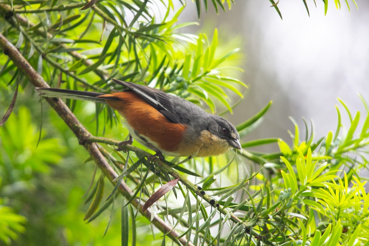 Buff-throated Warbling Finch - ML646931365