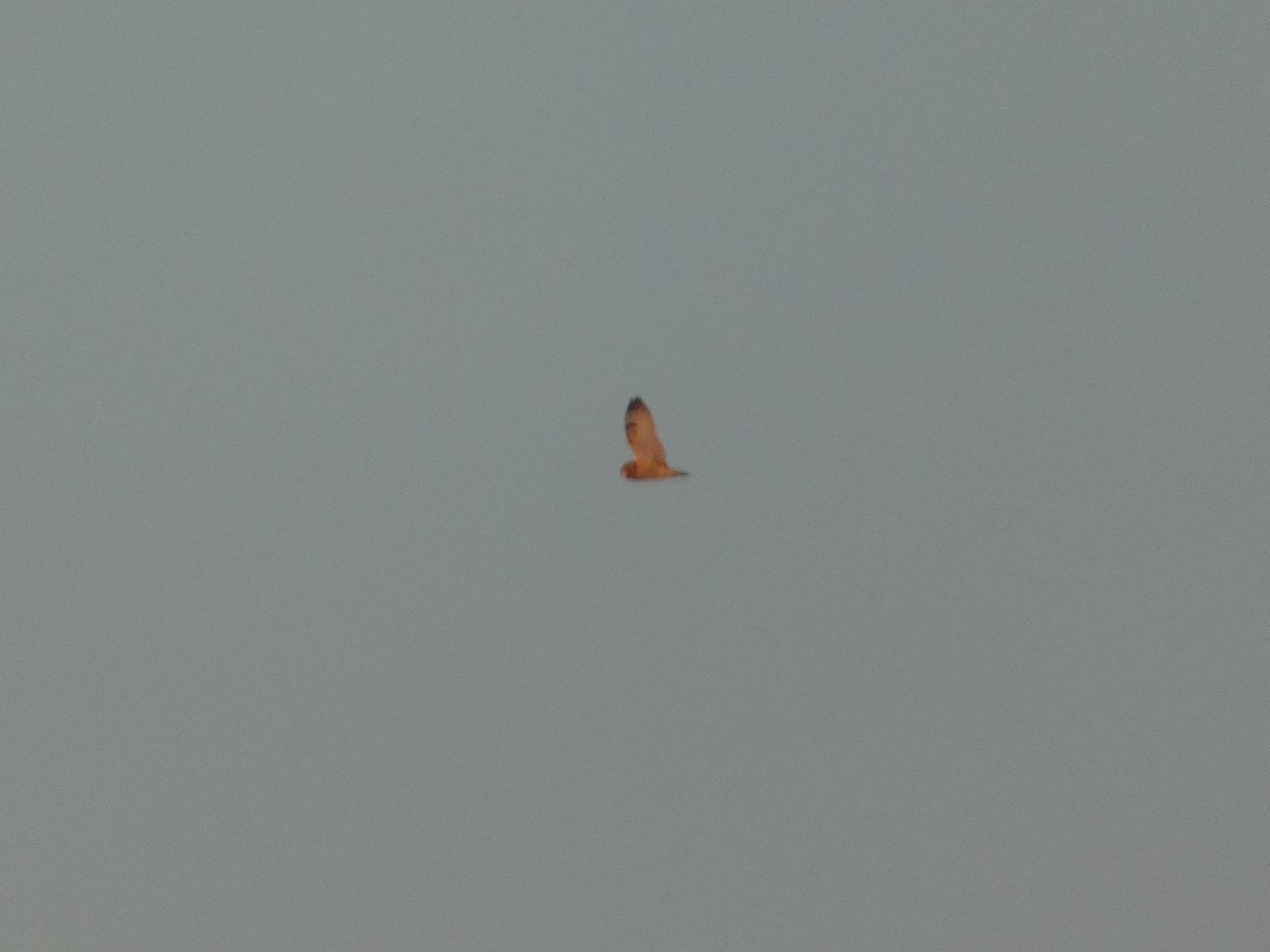 Short-eared Owl (Northern) - ML646931367