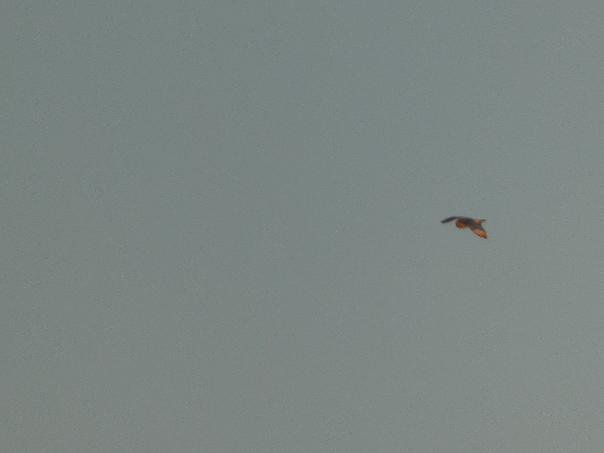 Short-eared Owl (Northern) - ML646931368