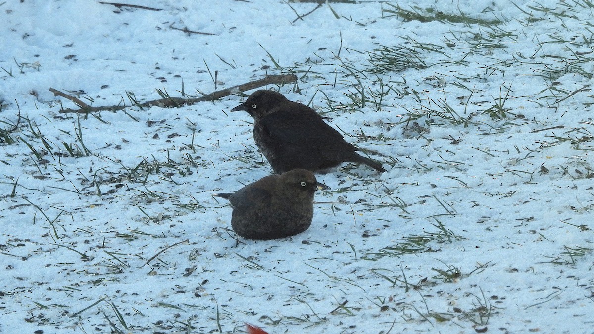 Rusty Blackbird - ML646931372