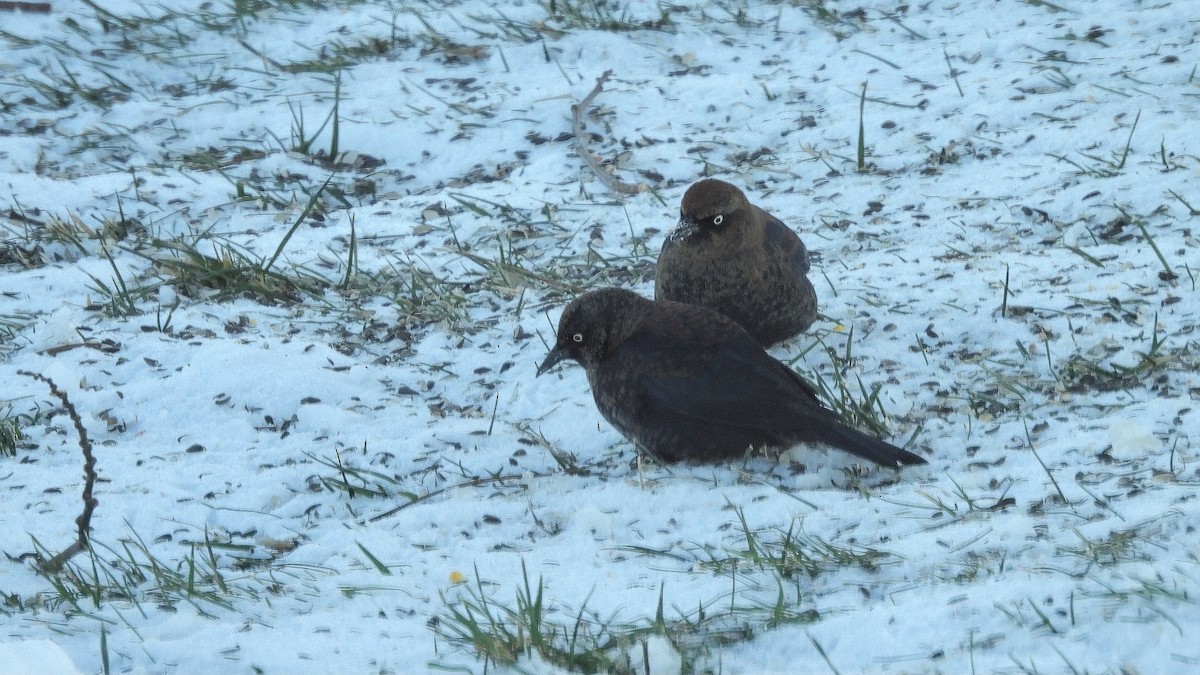 Rusty Blackbird - ML646931373