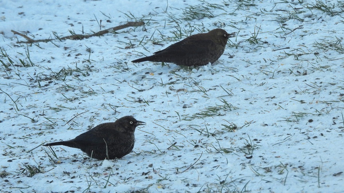 Rusty Blackbird - ML646931374