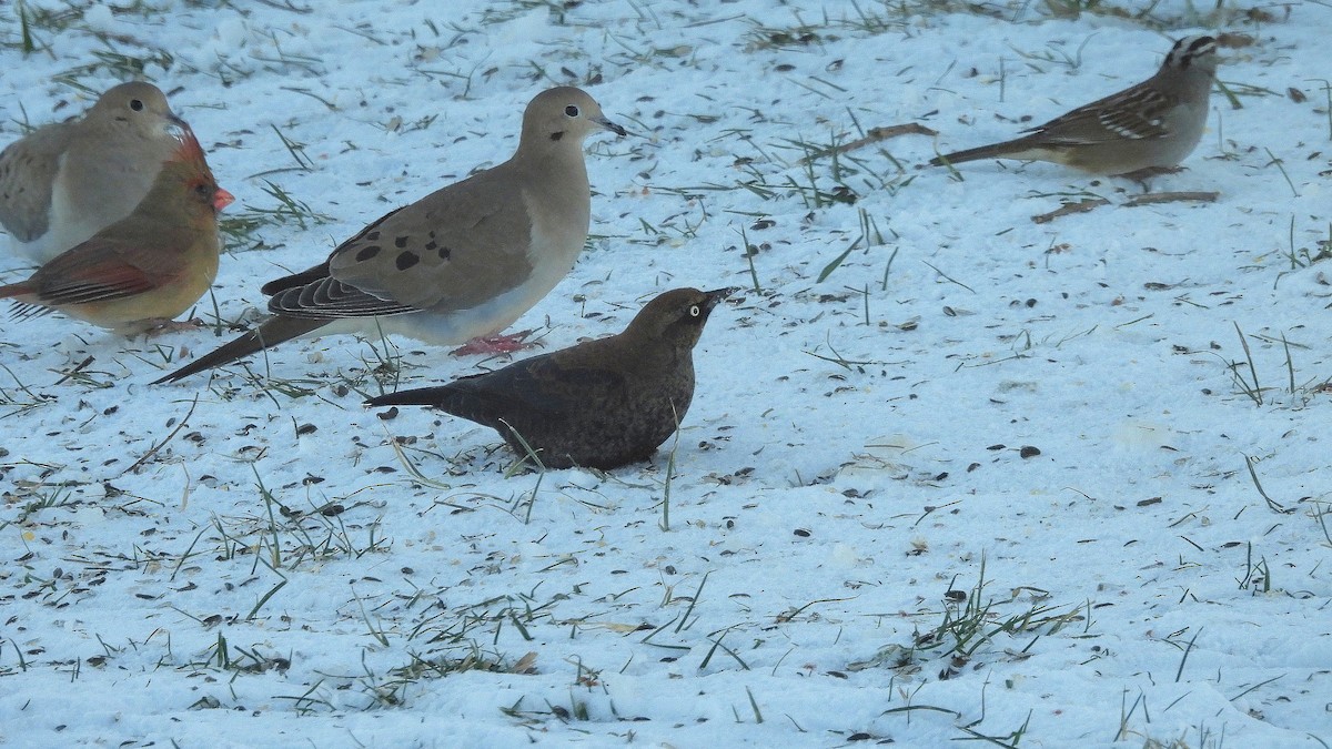 Rusty Blackbird - ML646931375