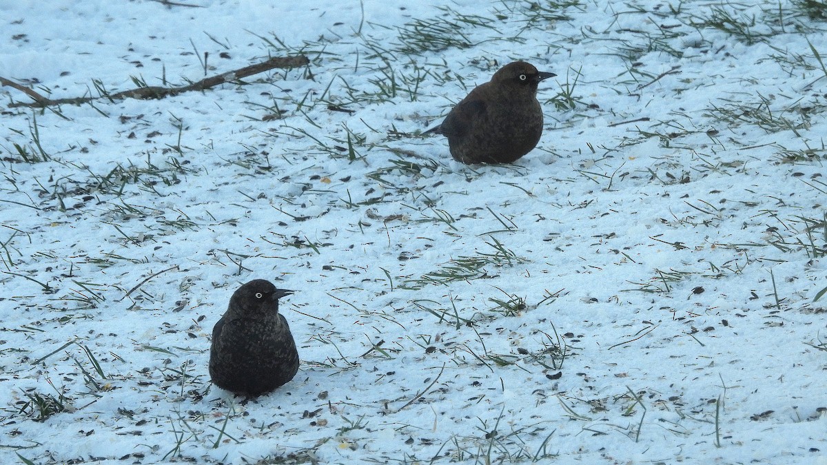 Rusty Blackbird - ML646931376