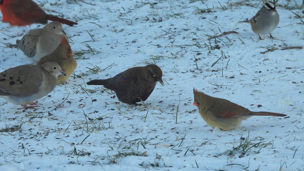 Rusty Blackbird - ML646931377