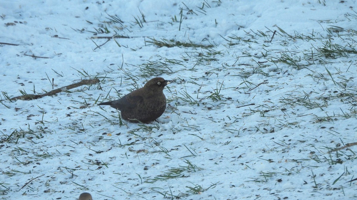 Rusty Blackbird - ML646931378