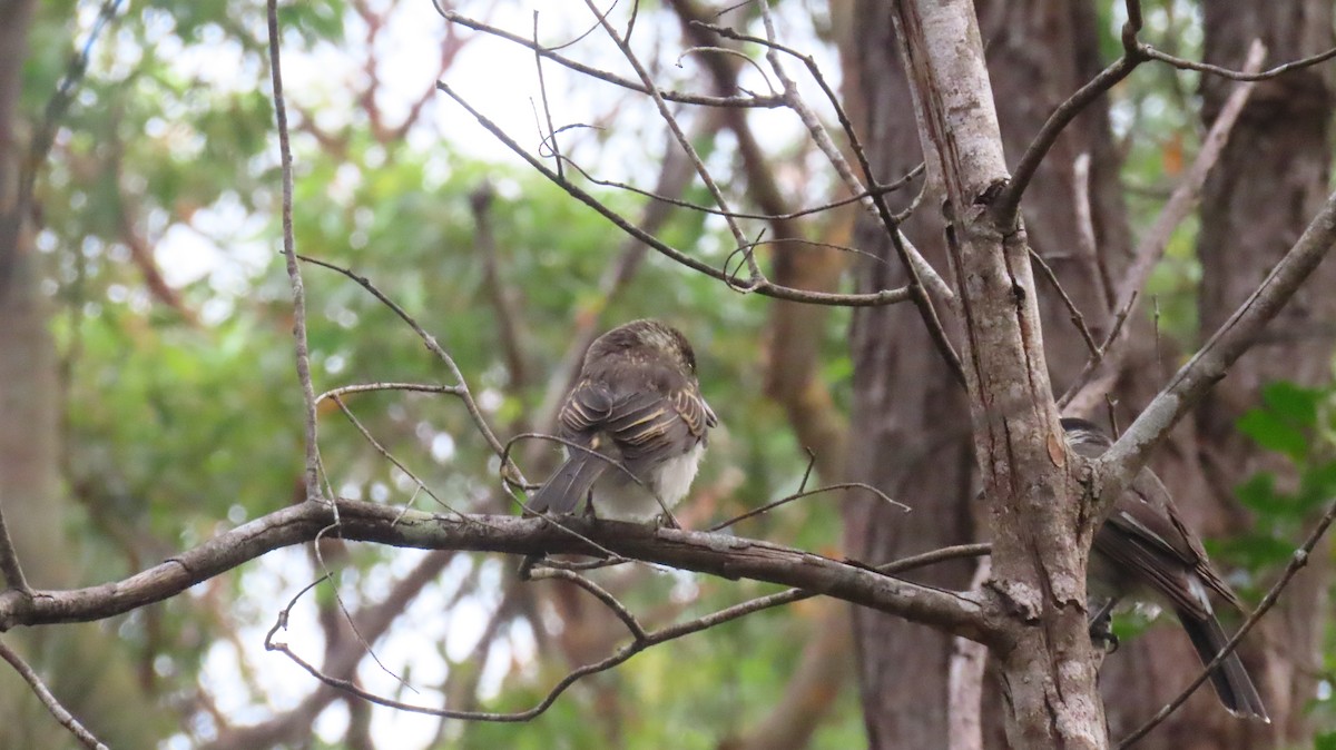 Gray Butcherbird - ML646931381