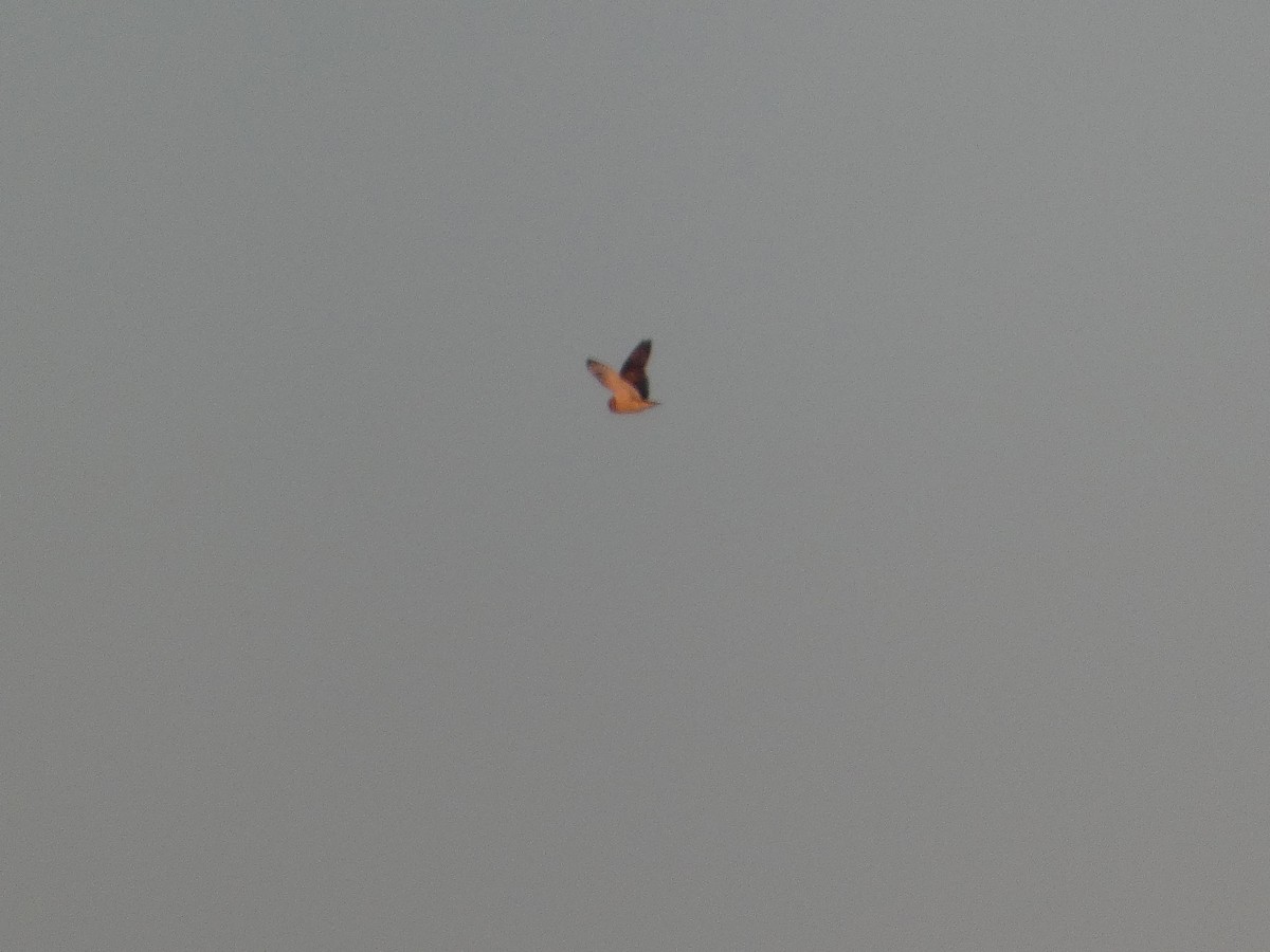 Short-eared Owl (Northern) - ML646931385