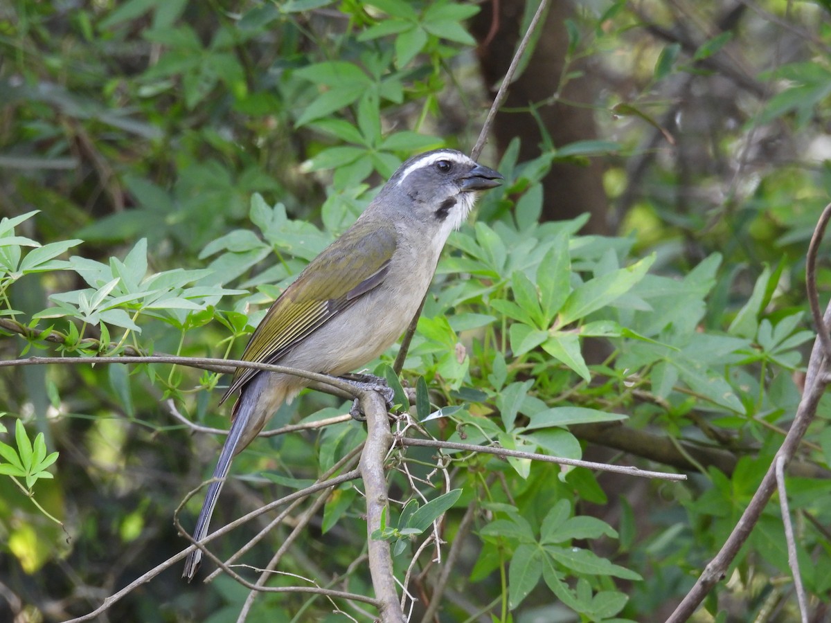 Зернолуск зеленокрилий - ML646931387