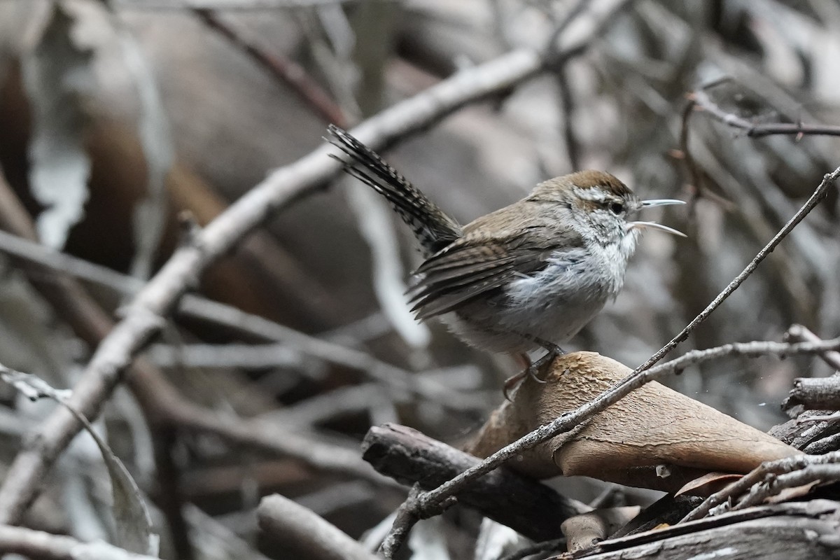 Troglodyte de Bewick - ML646931391