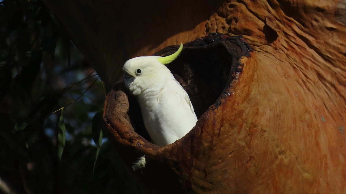 Sulphur-crested Cockatoo - ML646931392