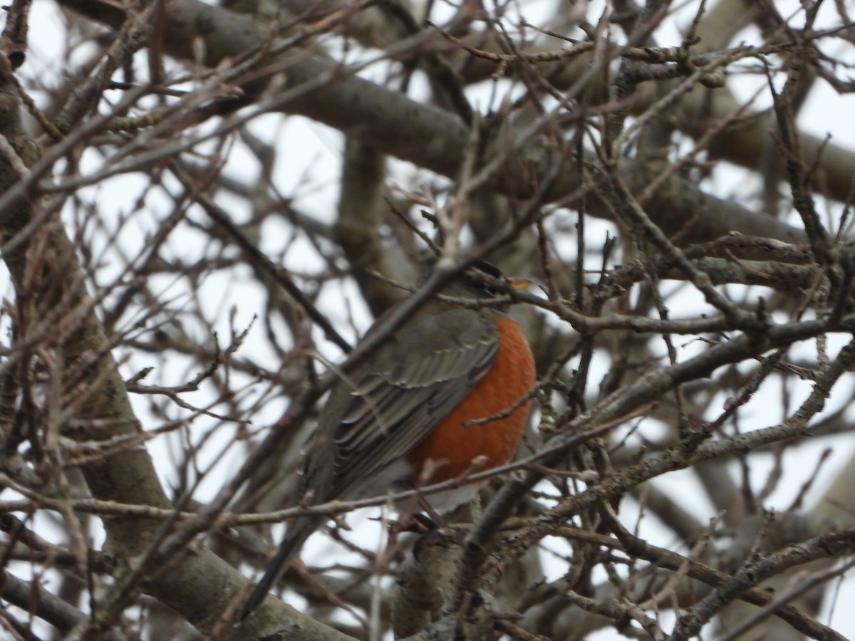 American Robin - ML646931397