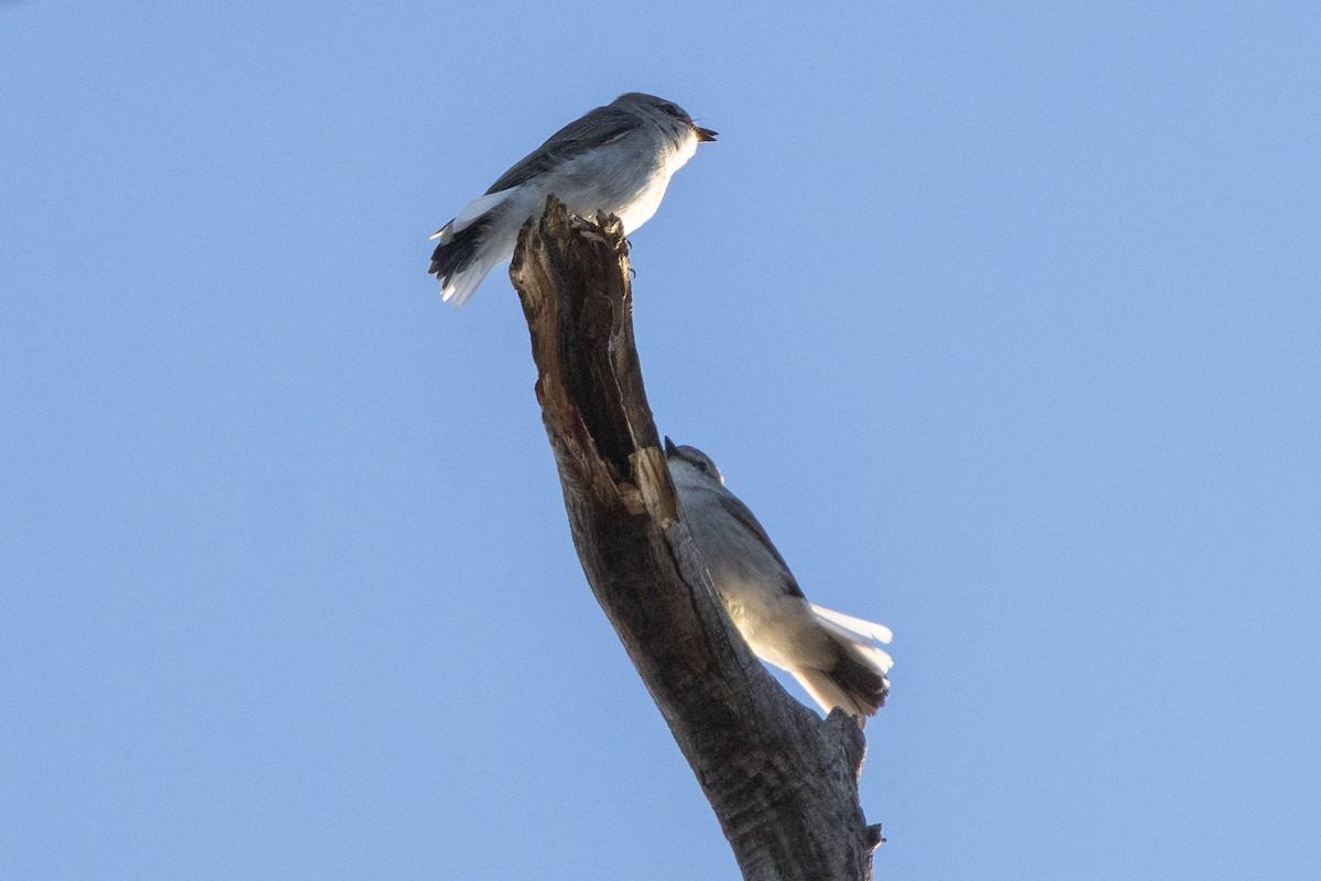 Avustalya Şakıcı Sinekkapanı - ML646931402