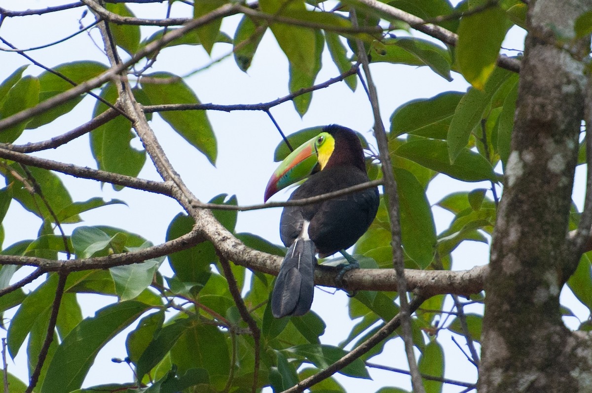 Keel-billed Toucan - ML646931403