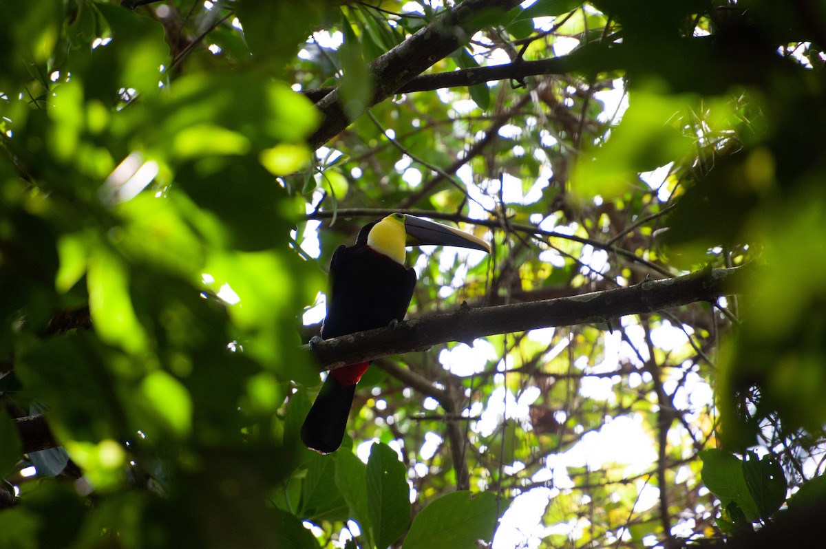 Тукан жовтошиїй - ML646931404