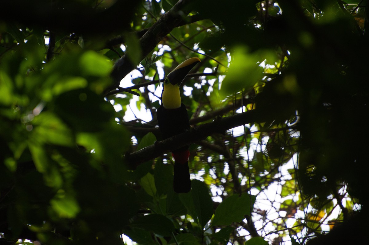 Тукан жовтошиїй - ML646931405