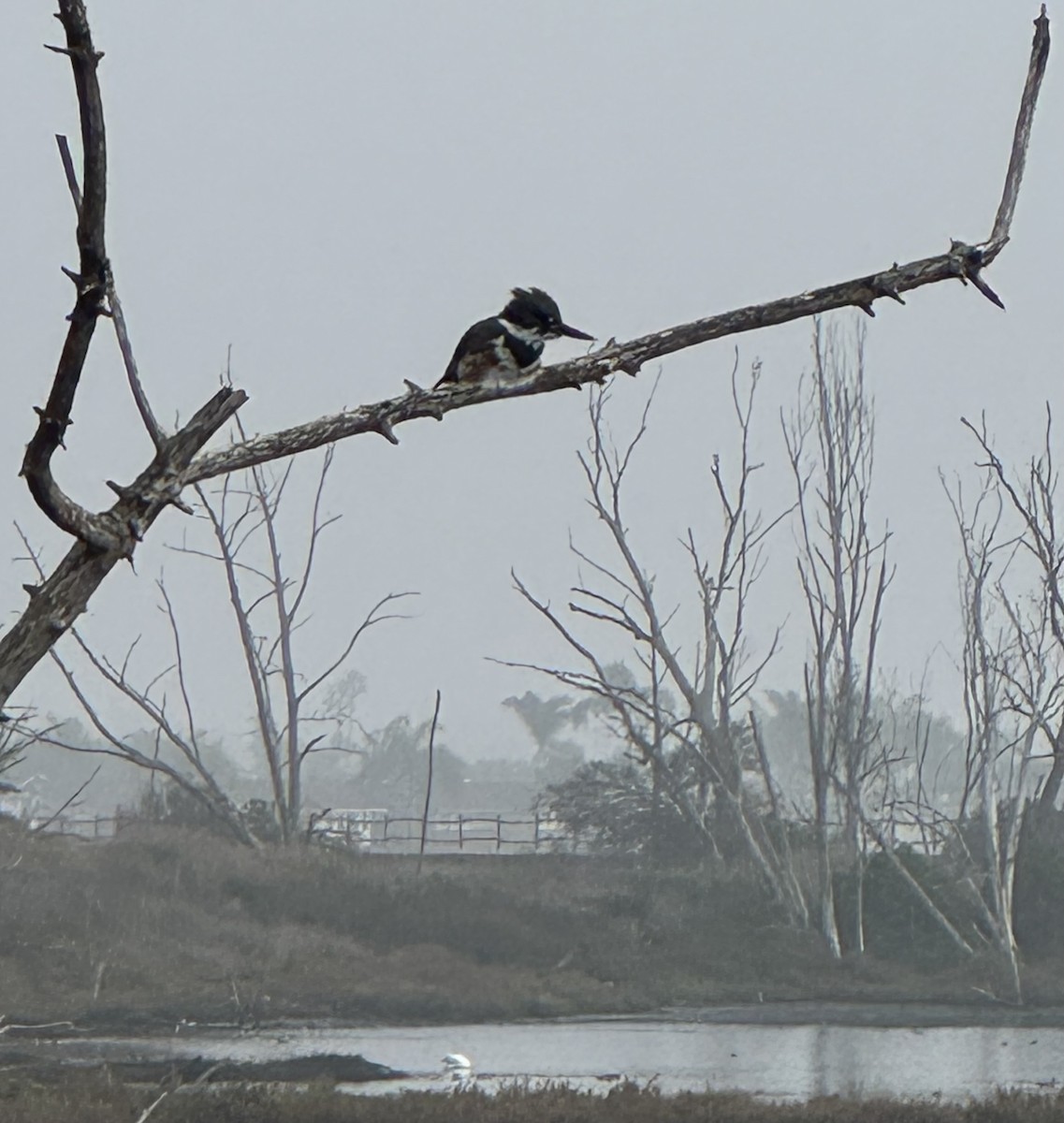 rybařík pruhoprsý - ML646931406