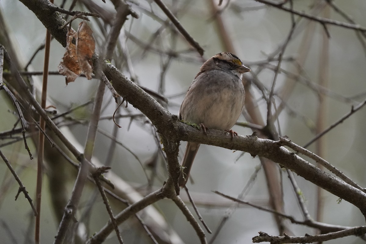 hvitstrupespurv - ML646931417