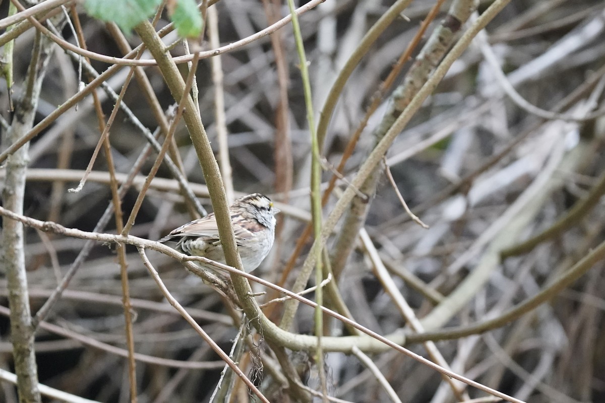 hvitstrupespurv - ML646931423