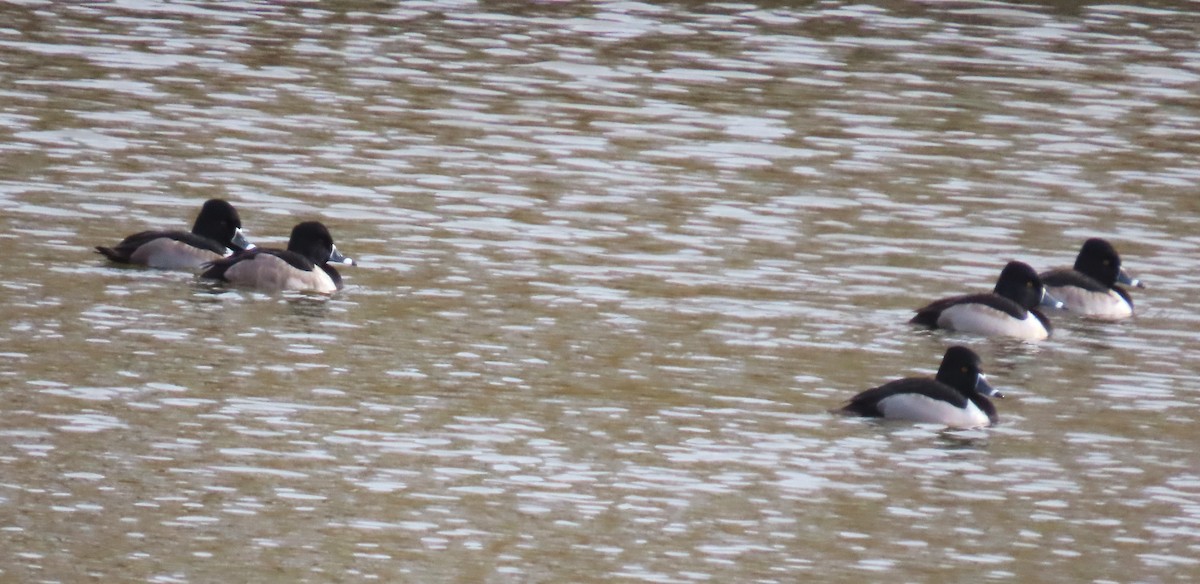 צולל צווארון - ML646931430