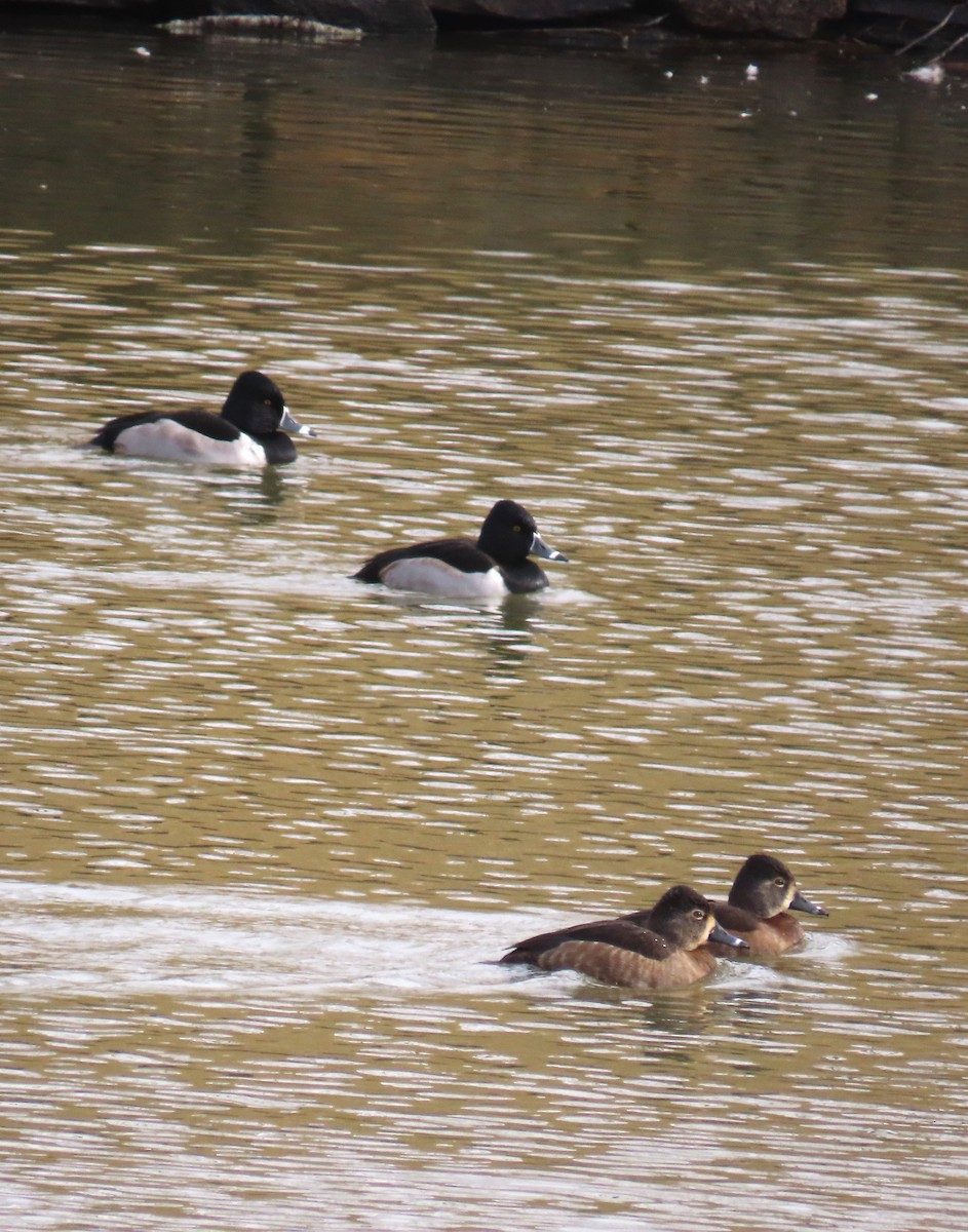 צולל צווארון - ML646931431