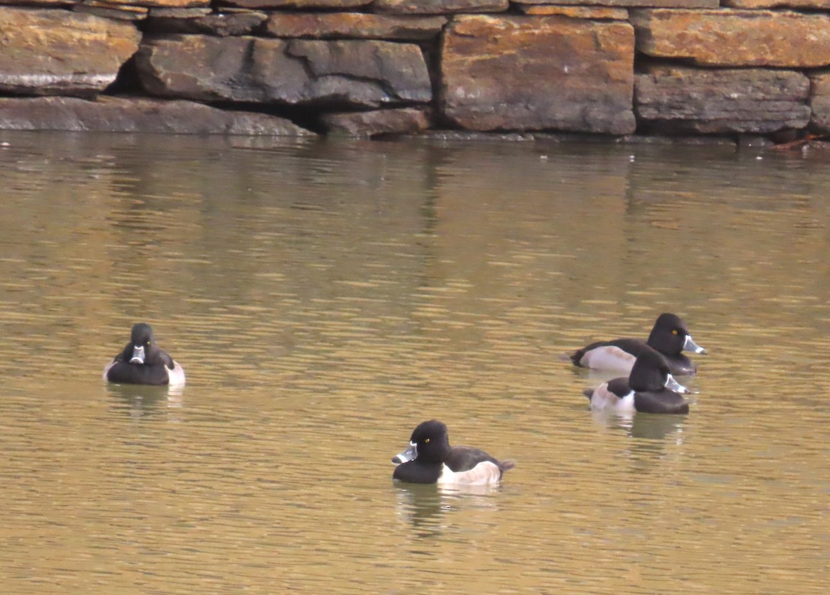צולל צווארון - ML646931432