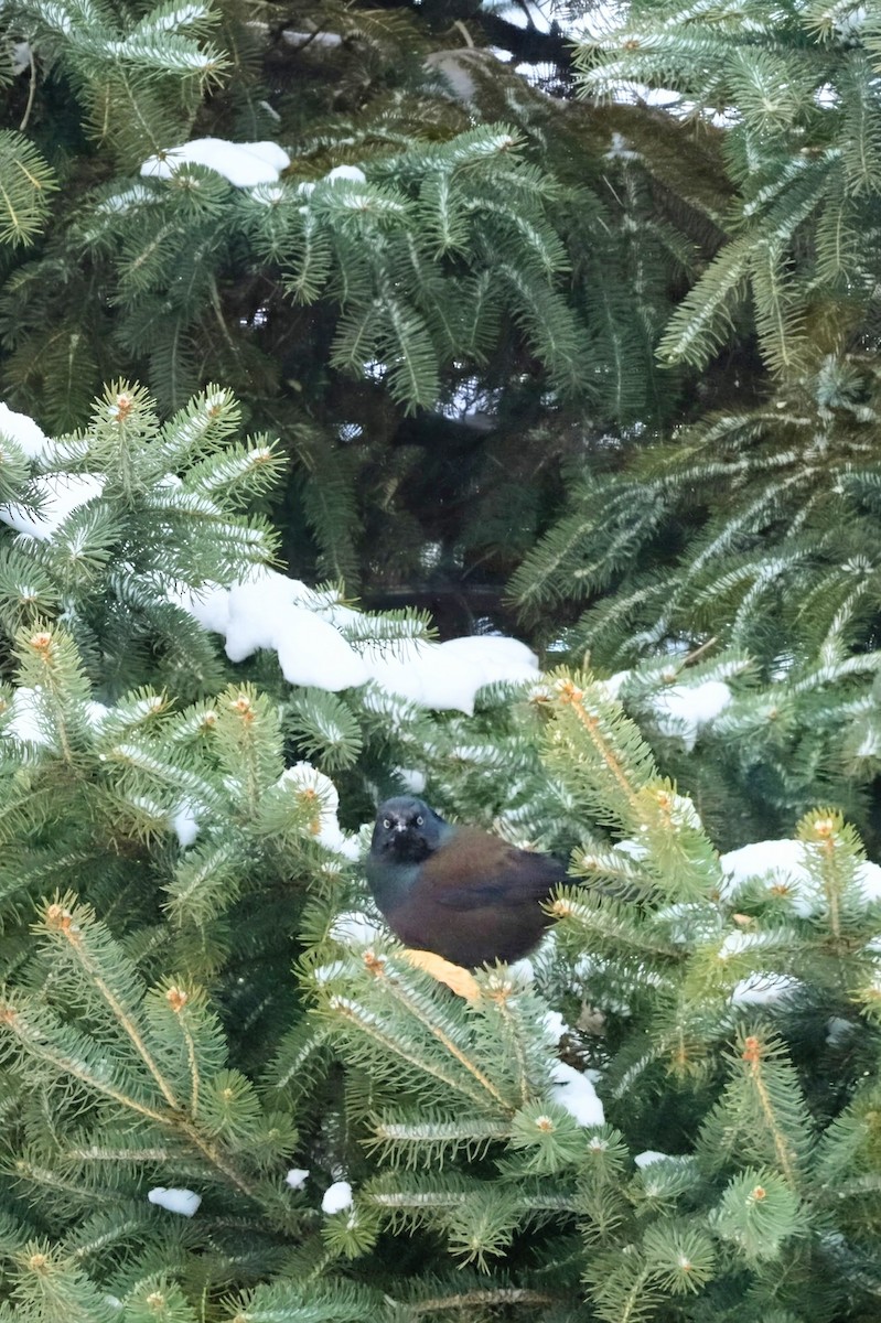 Common Grackle (Bronzed) - ML646931433