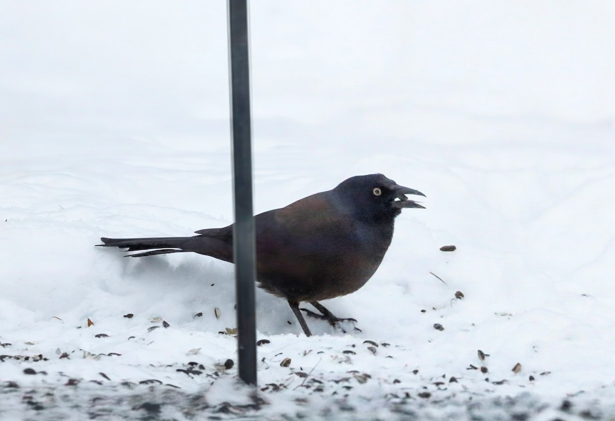 Common Grackle (Bronzed) - ML646931434