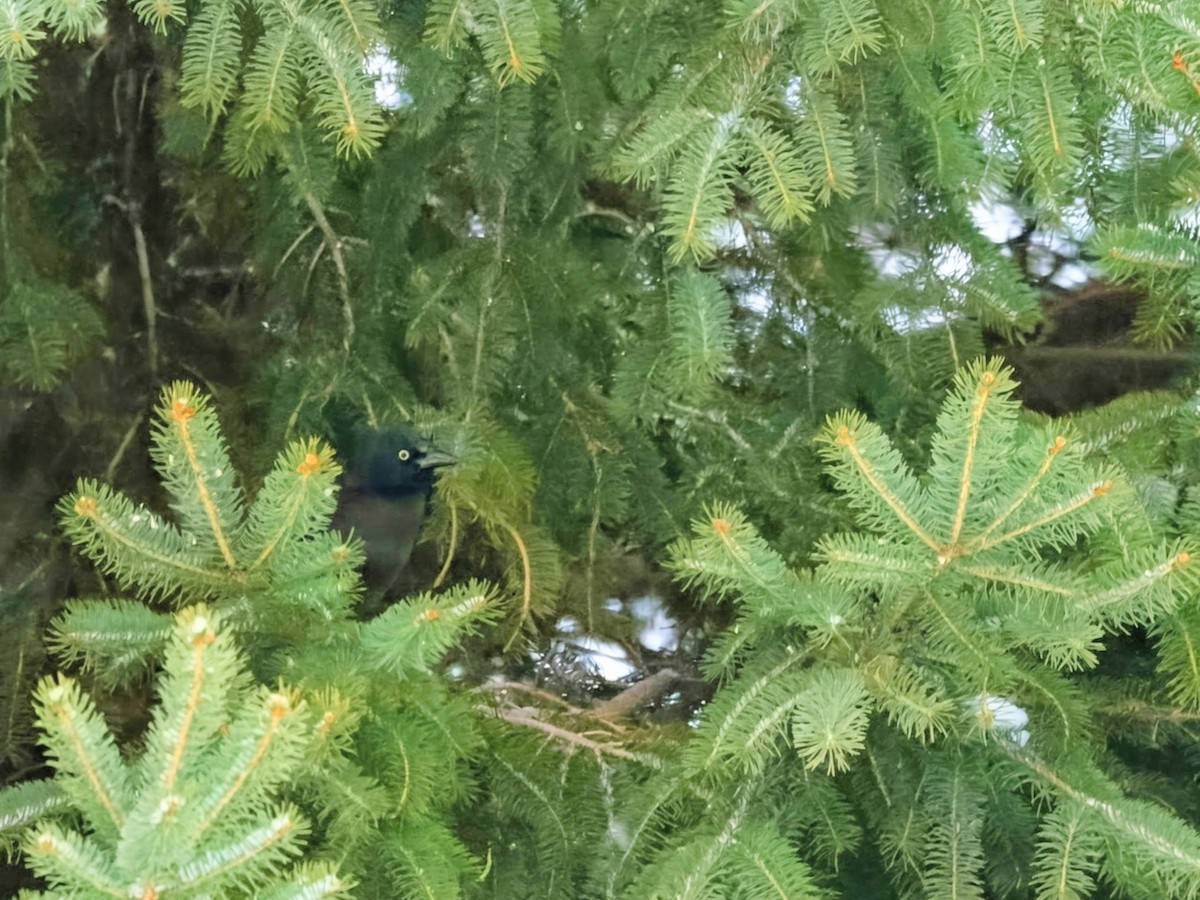 Common Grackle (Bronzed) - ML646931435