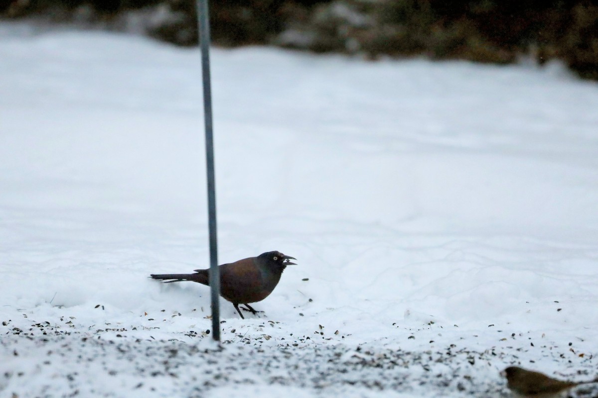Common Grackle (Bronzed) - ML646931436