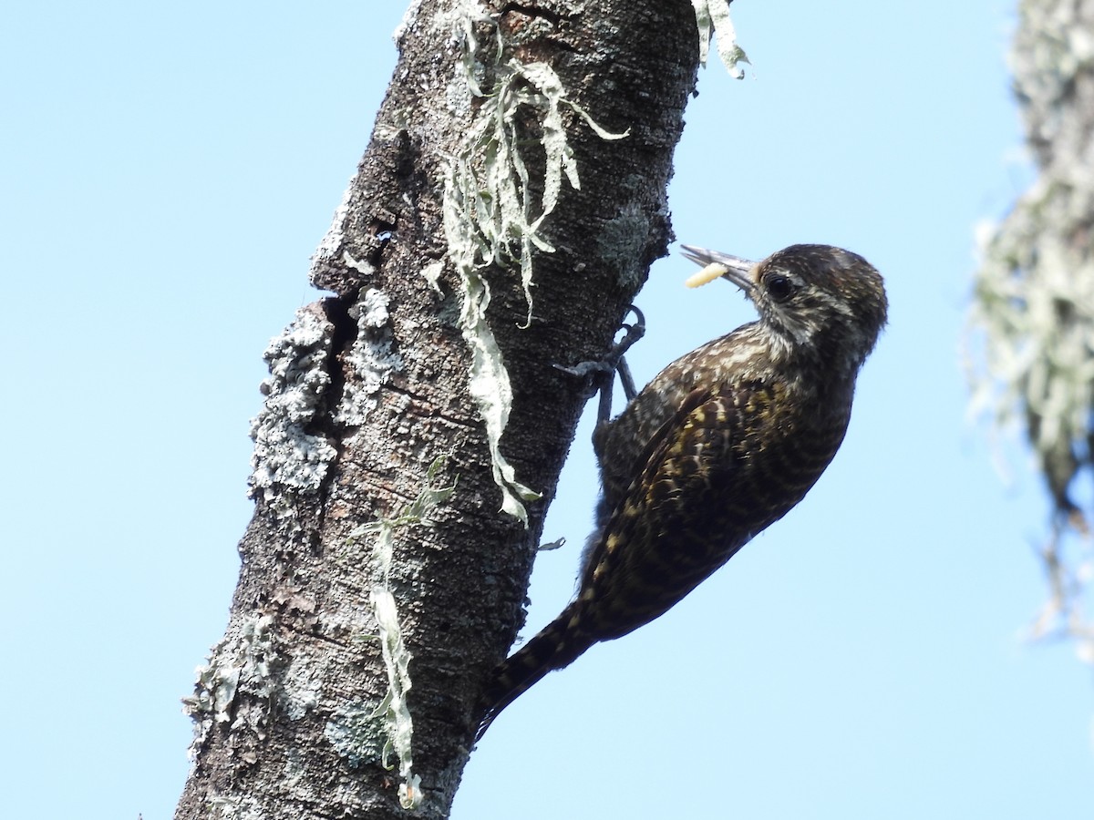 datel běloskvrnný - ML646931437