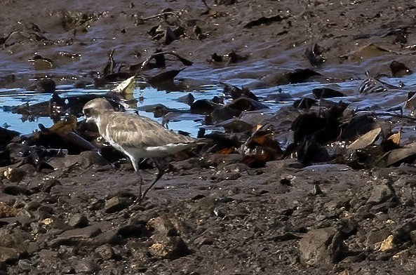 Büyük Cılıbıt - ML646931439