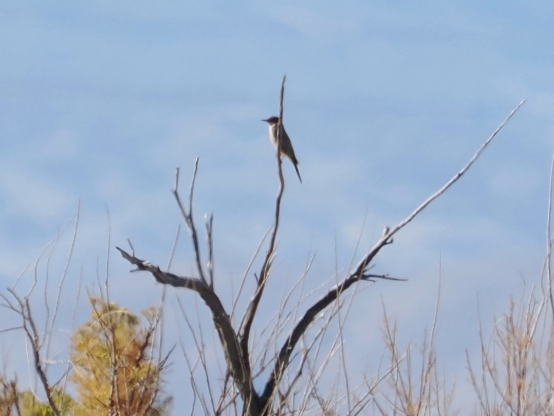 ציפור שיר בלתי-מזוהה - ML646931442