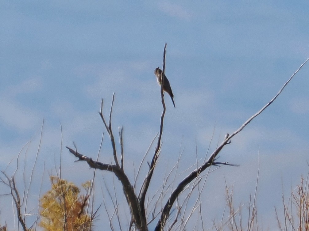 ציפור שיר בלתי-מזוהה - ML646931443
