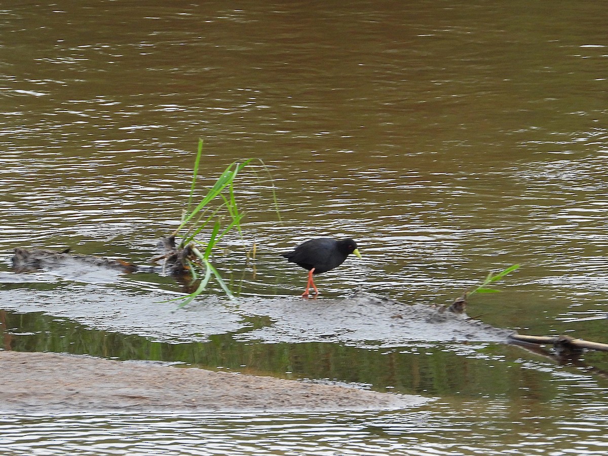 Black Crake - ML646931444