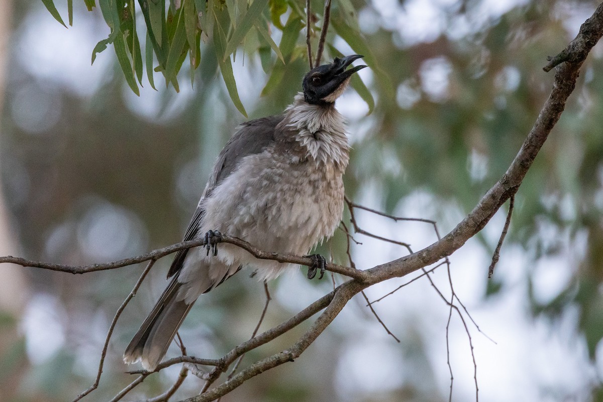 Noisy Friarbird - ML646931445
