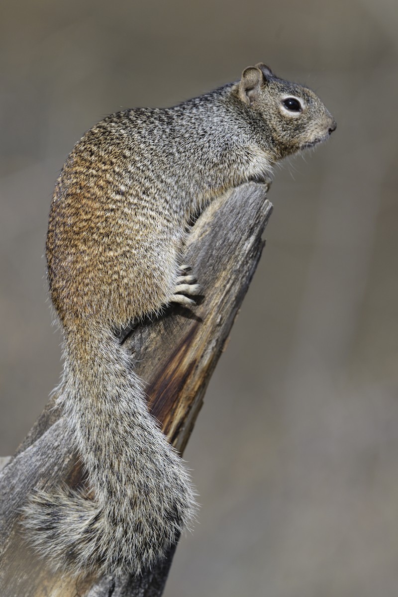 Rock Squirrel - ML646931446