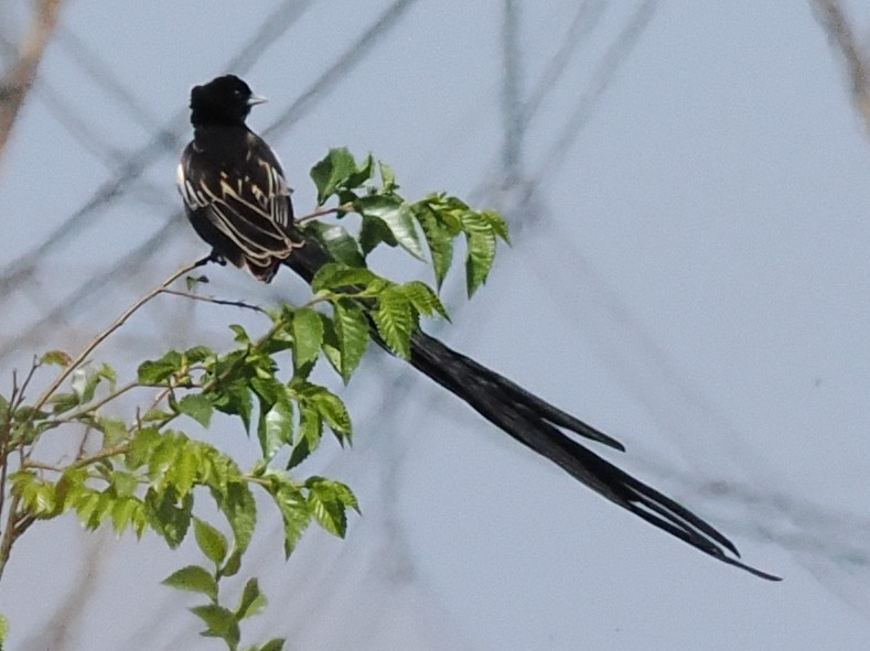Long-tailed Widowbird - ML646931455