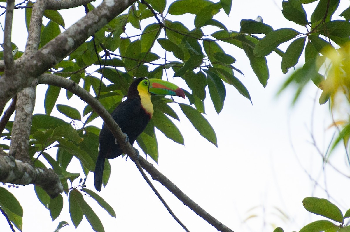 Keel-billed Toucan - ML646931461