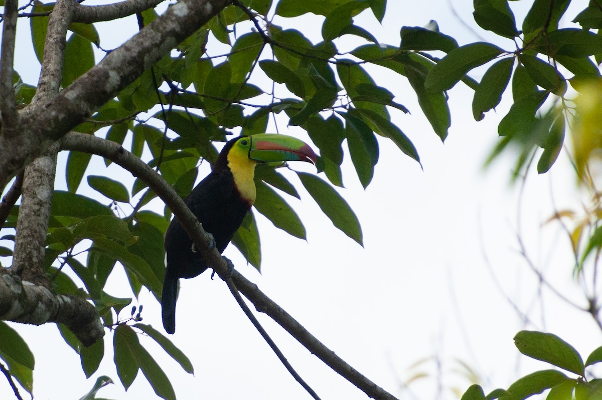 Keel-billed Toucan - ML646931462