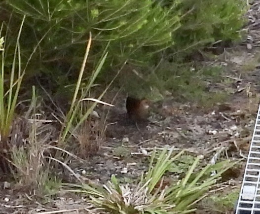 Lewin's Rail - ML646931463