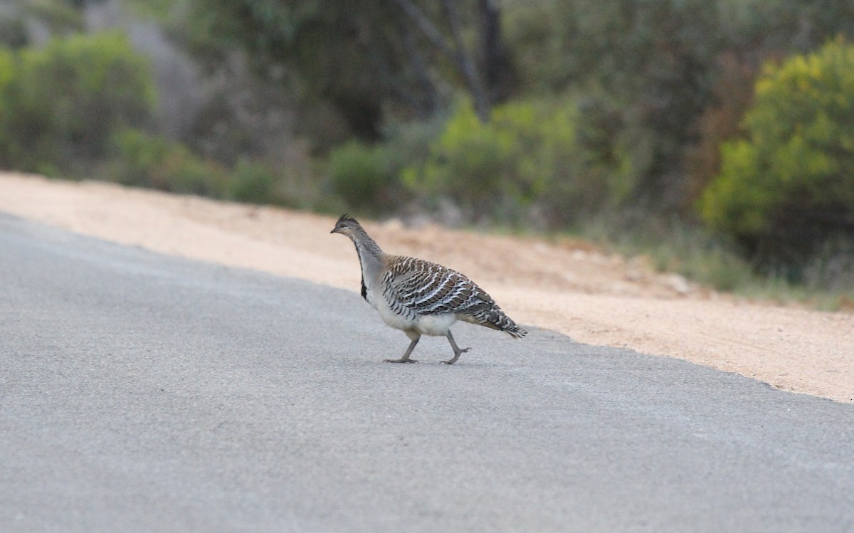 Malleefowl - ML646931464
