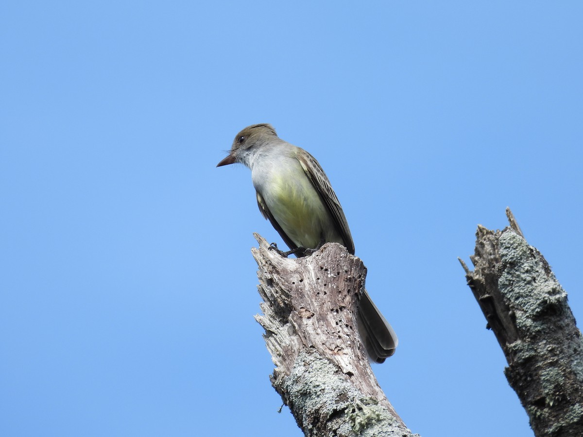 Swainson's Flycatcher - ML646931466
