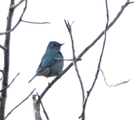 Verditer Flycatcher - ML646931469