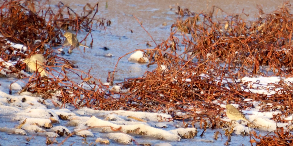 American Pipit - ML646931470