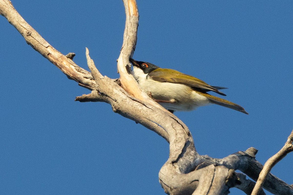 White-naped Honeyeater - ML646931472