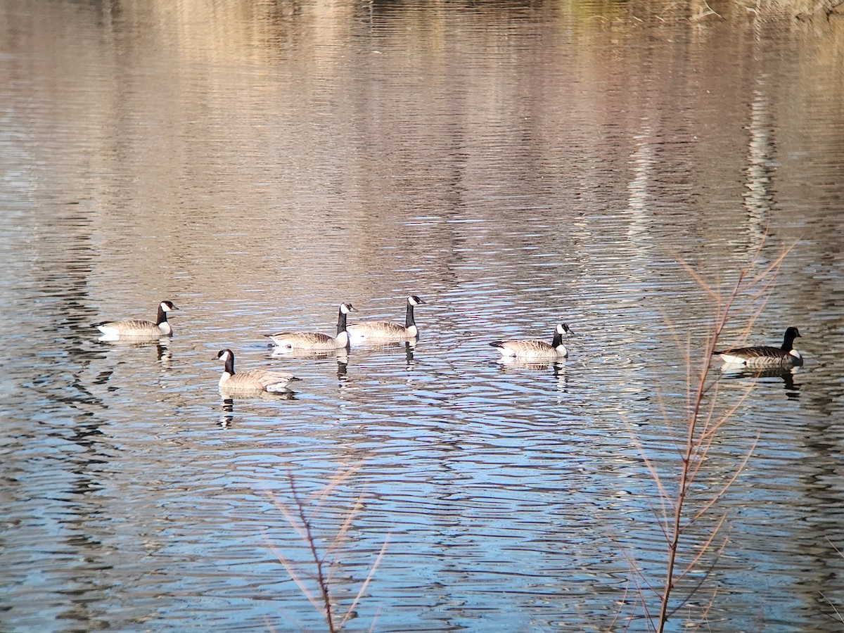 Canada Goose - ML646931473