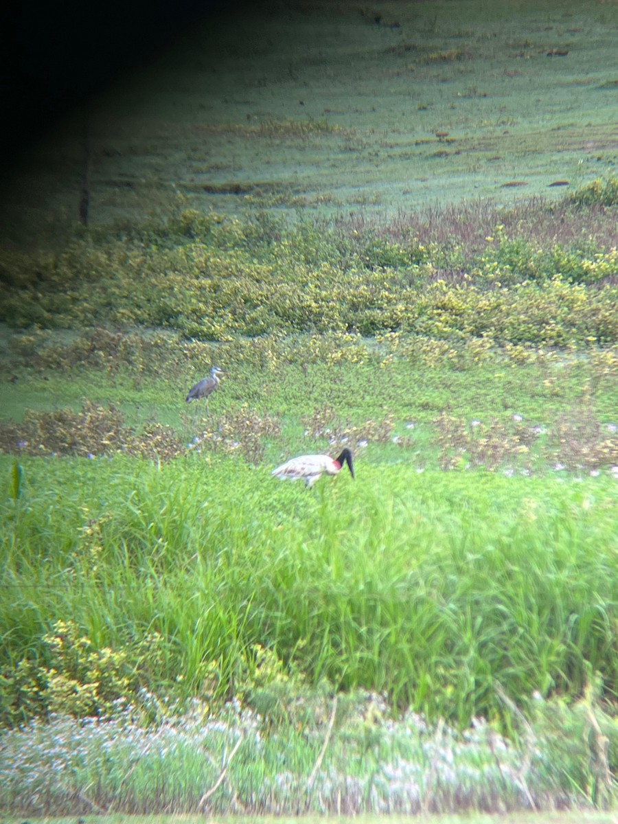 jabirustork - ML646931474