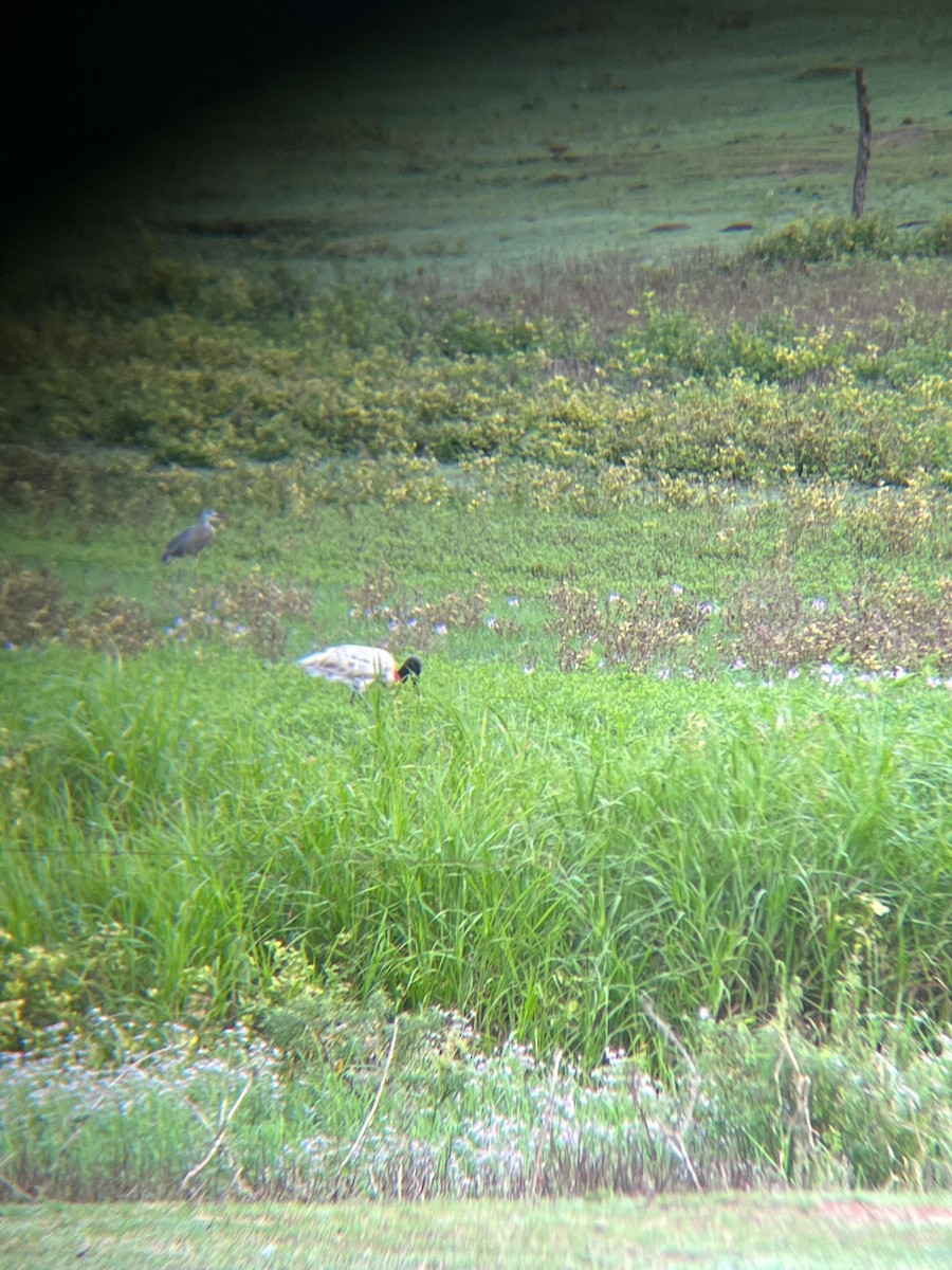 jabirustork - ML646931475