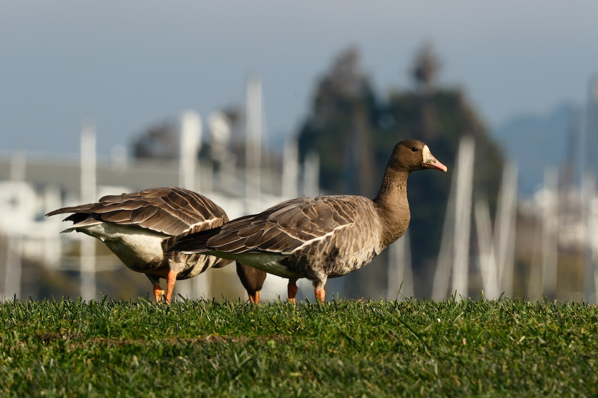 Greater White-fronted Goose - ML646931476